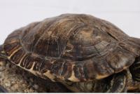 tortoise shell 0002